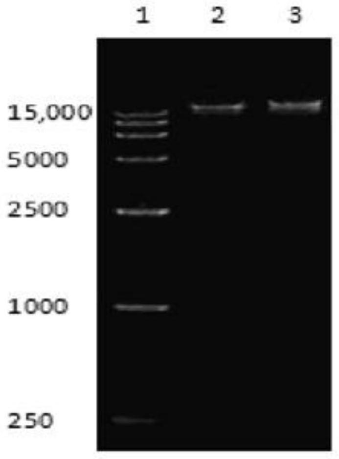 Fermentation preparation method of salmonella pullorum bacteriophage lyase