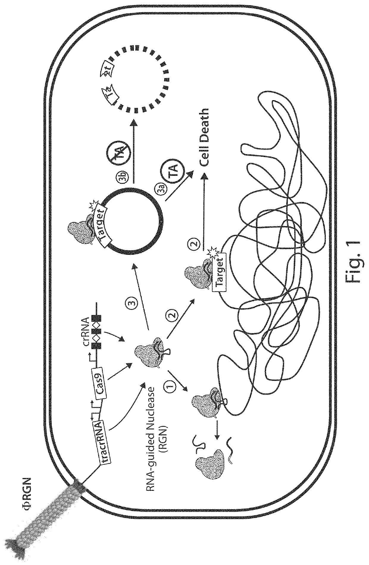 Tuning microbial populations with programmable nucleases