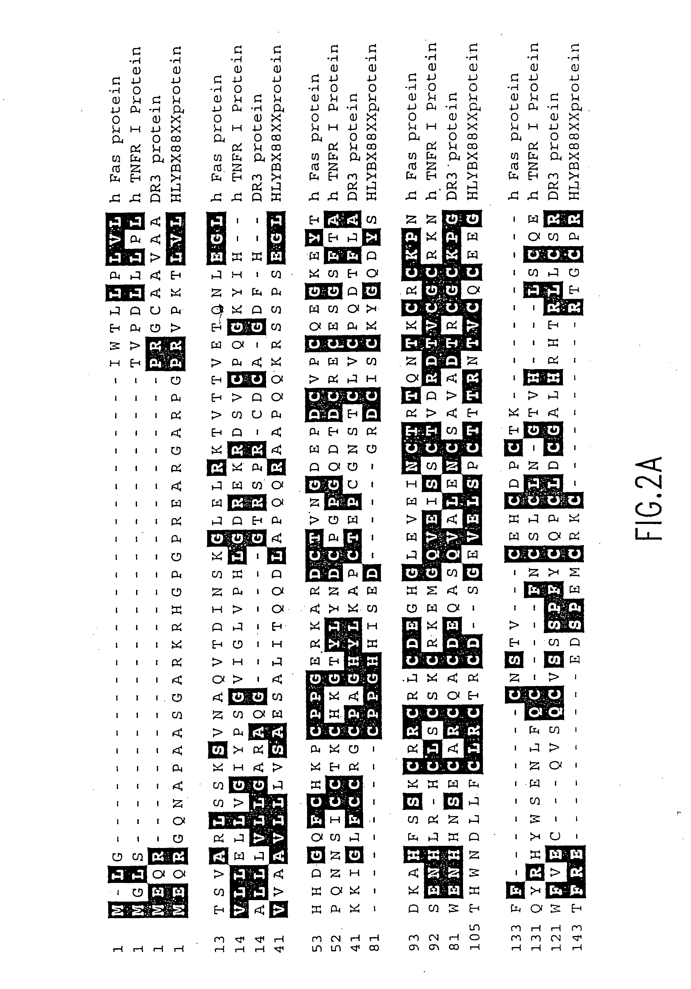 Death domain containing receptor 5