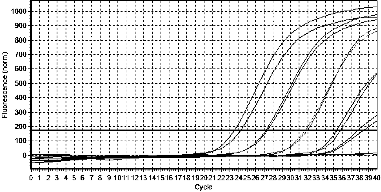 Bacillus cereus detection method and kit