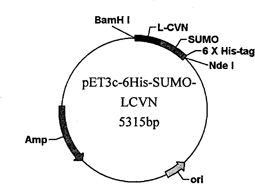 Blue-green algal virus protein N mutant, modified derivative and application thereof