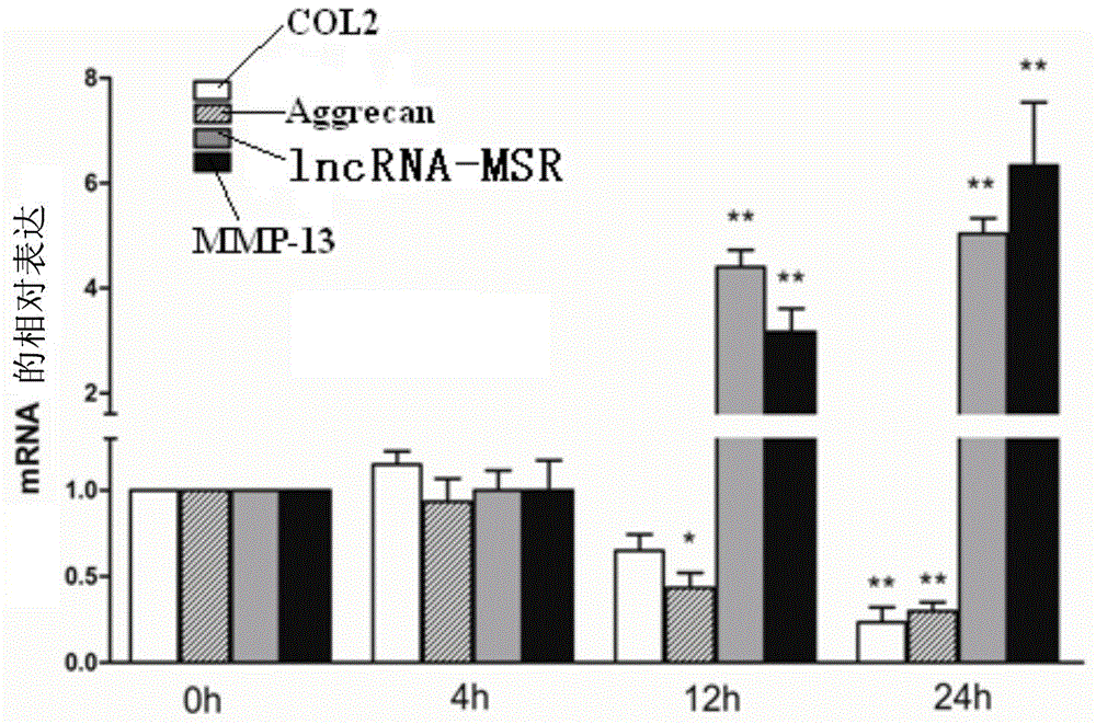 Inhibitor for lncRNA-MSR and application of inhibitor