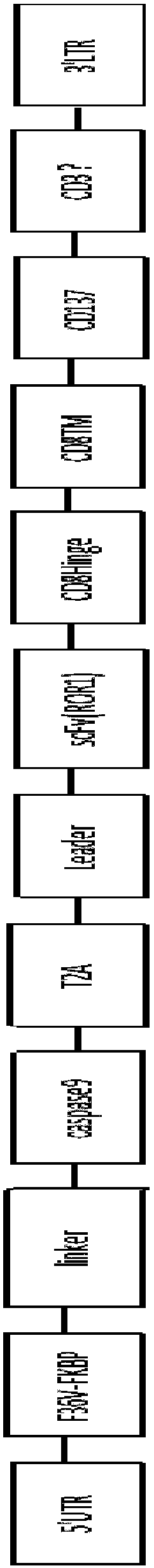 Anti-ROR1 safe chimeric antigen receptor modified immune cell and application thereof