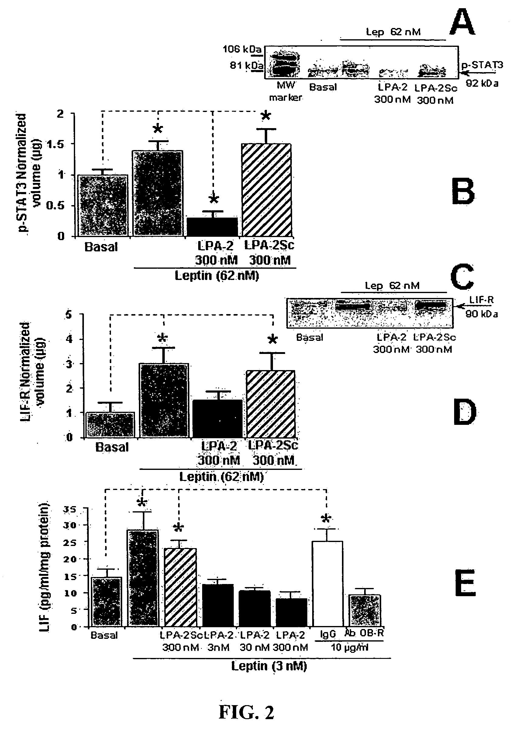 Leptin peptide antagonists