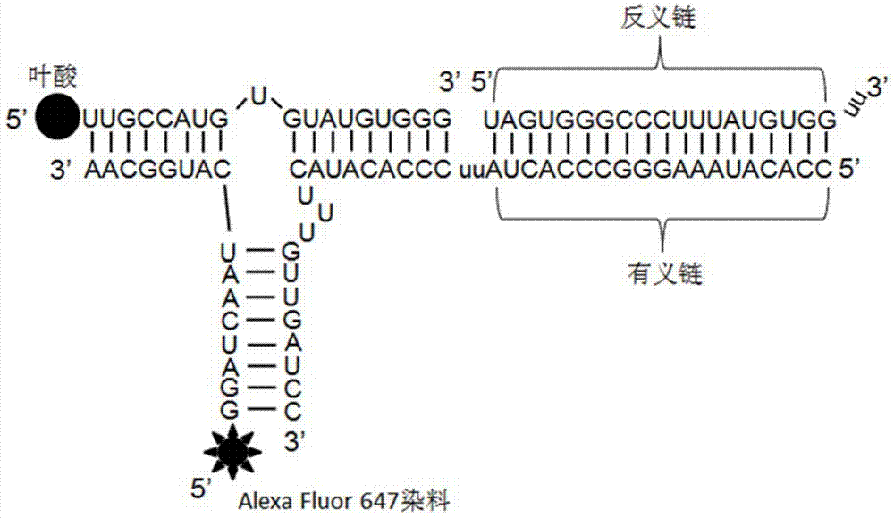 RNA nanoparticles and their application in the prevention and treatment of gastric cancer