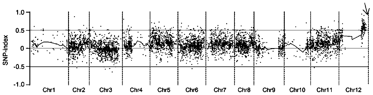 Molecular marker linked with pepper fruit cuticle deficiency genes and application thereof