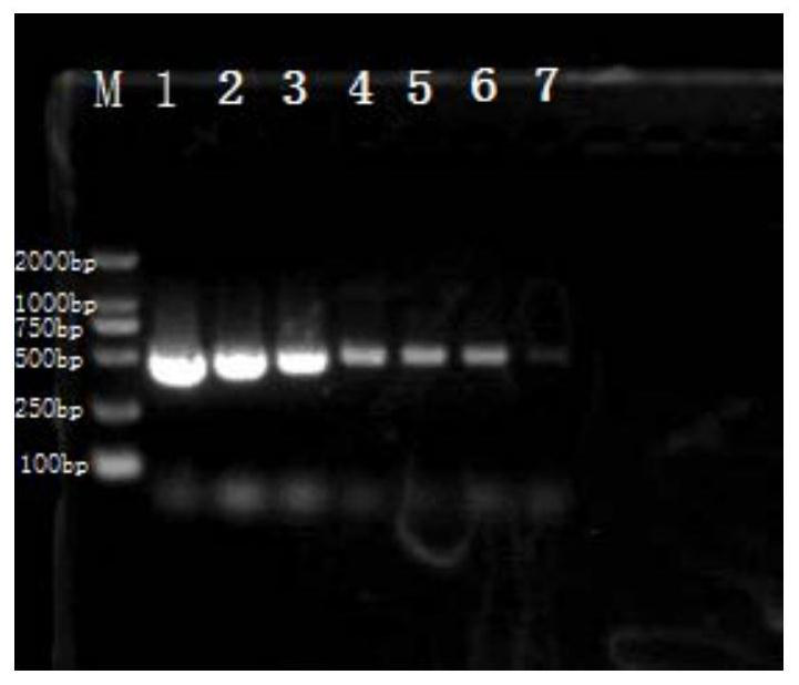 PCR detection primer and kit for Cedecea neteri and application of PCR detection primer and kit