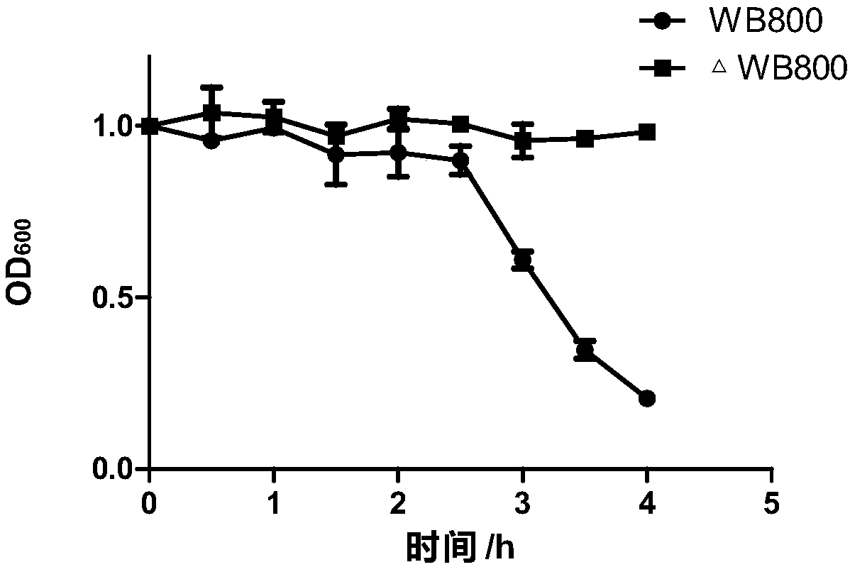 Bacillus subtilis and preparation method thereof