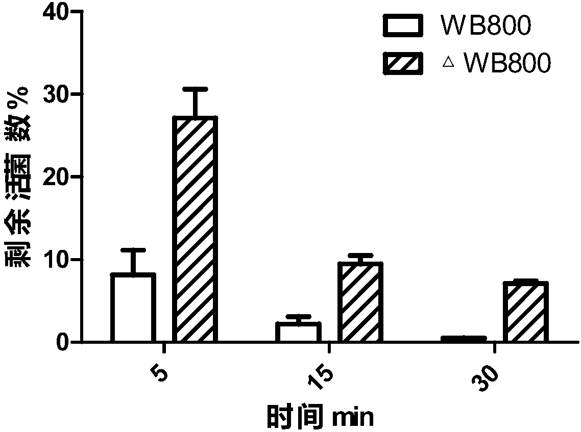 Bacillus subtilis and preparation method thereof