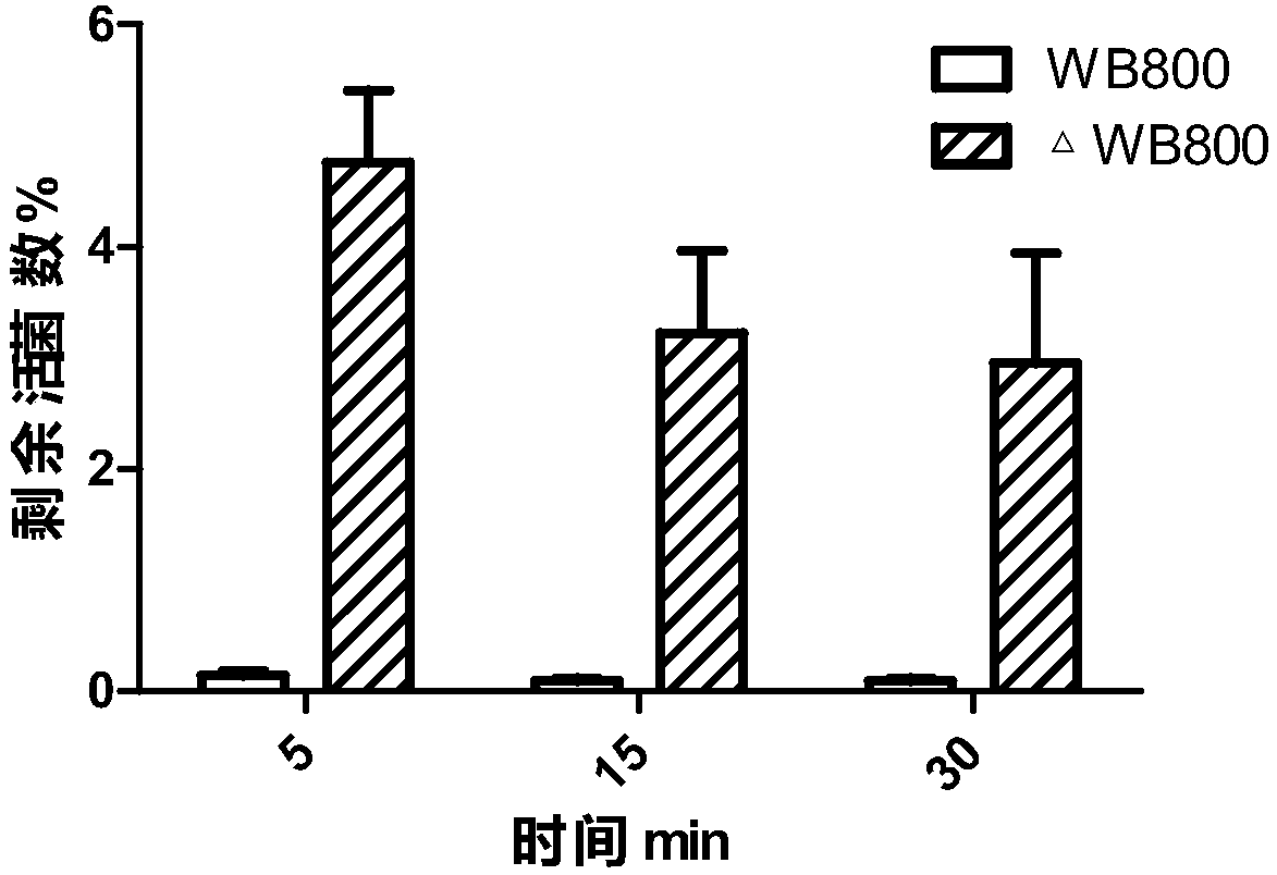 Bacillus subtilis and preparation method thereof