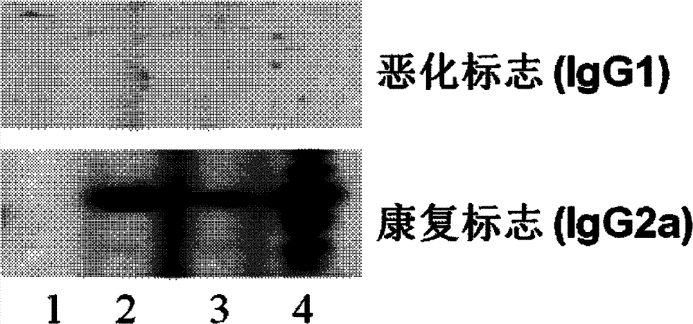 Kit used for diagnosing immune associated diseases of human or animals