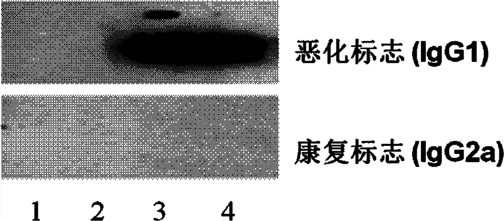 Kit used for diagnosing immune associated diseases of human or animals