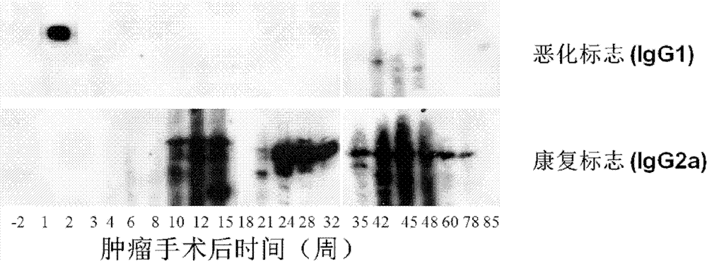 Kit used for diagnosing immune associated diseases of human or animals