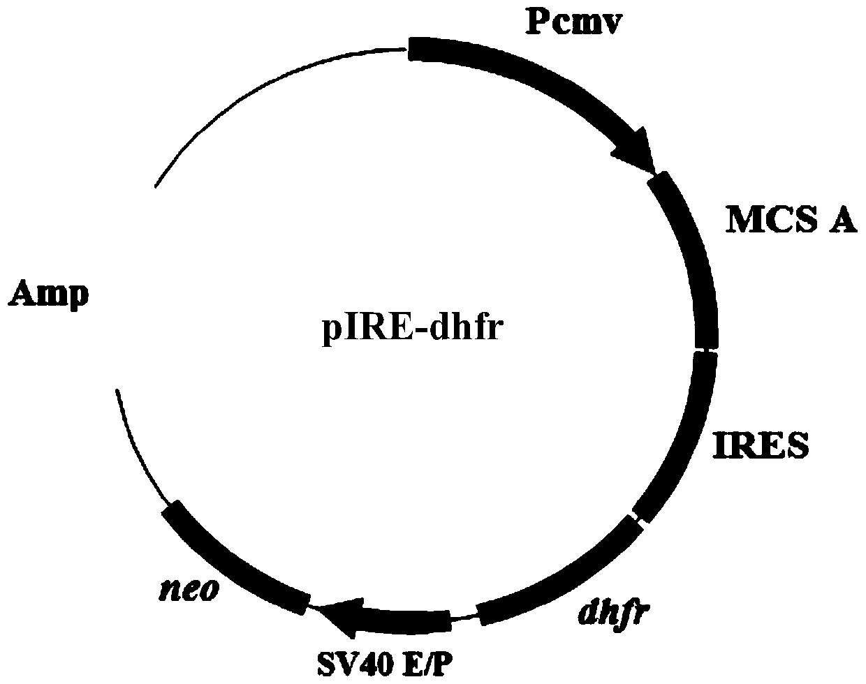 Expression vector for animal cells, its preparation method and application