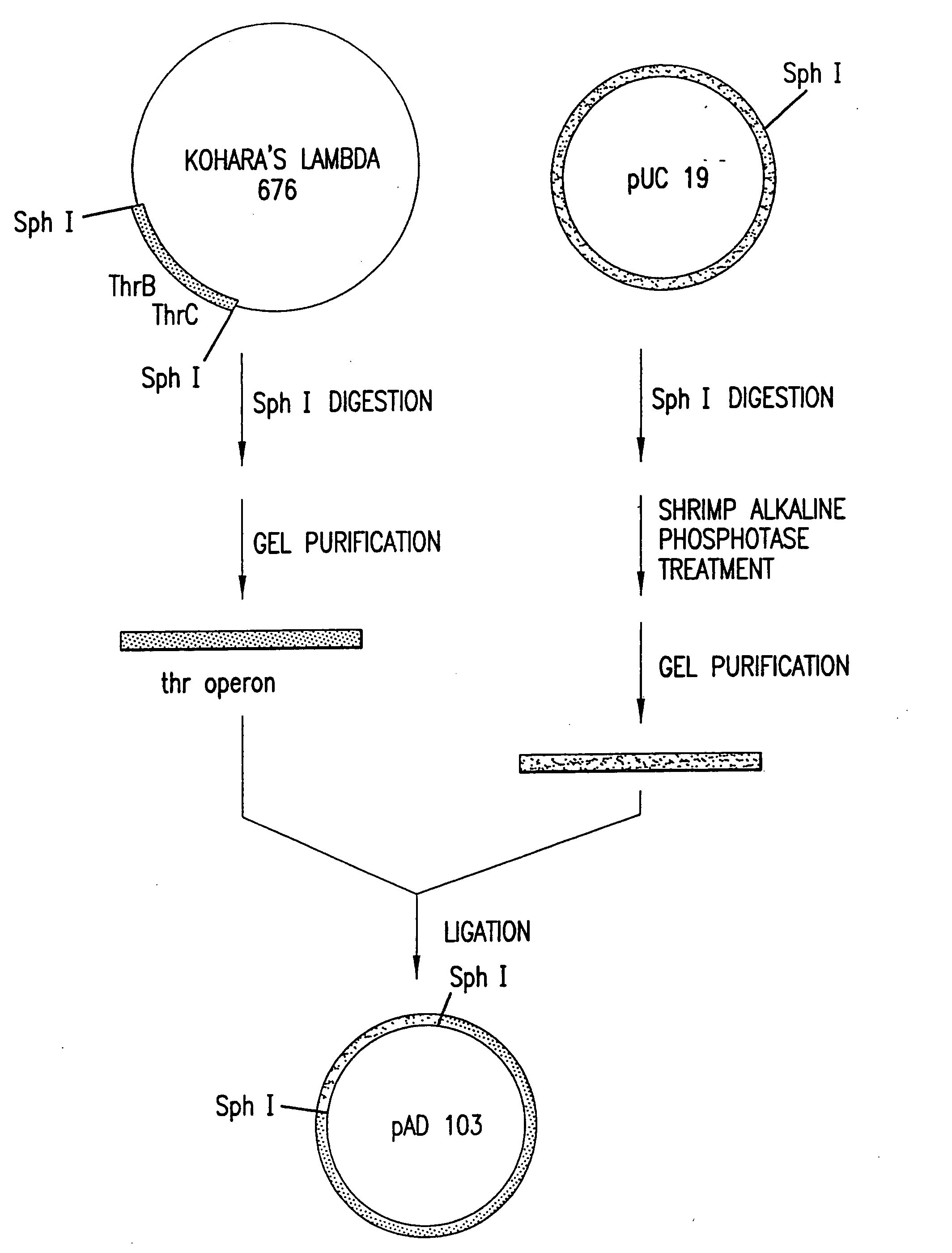 Escherichia coli strains which over-produce L-threonine and processes for the production of L-threonine by fermentation