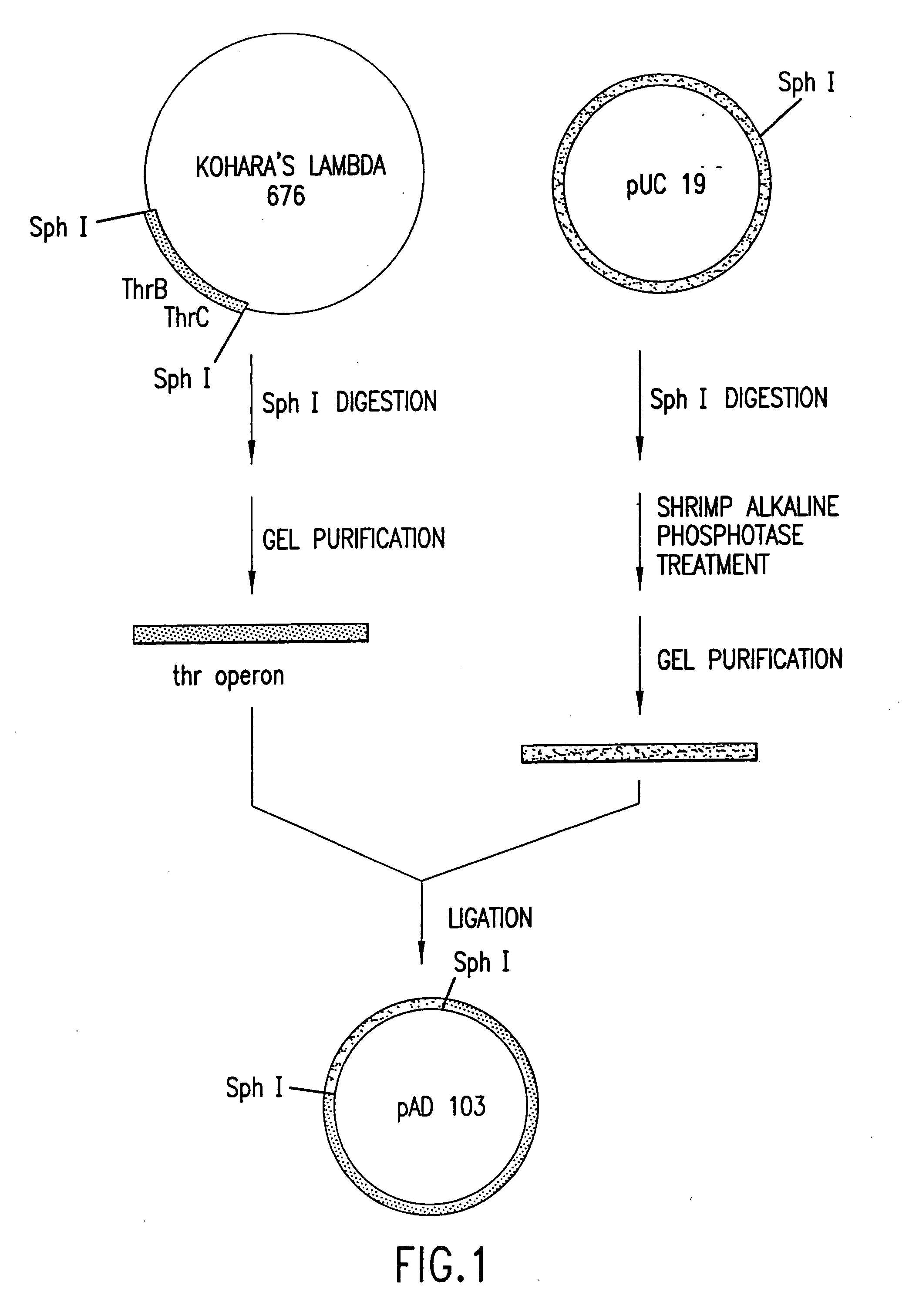 Escherichia coli strains which over-produce L-threonine and processes for the production of L-threonine by fermentation