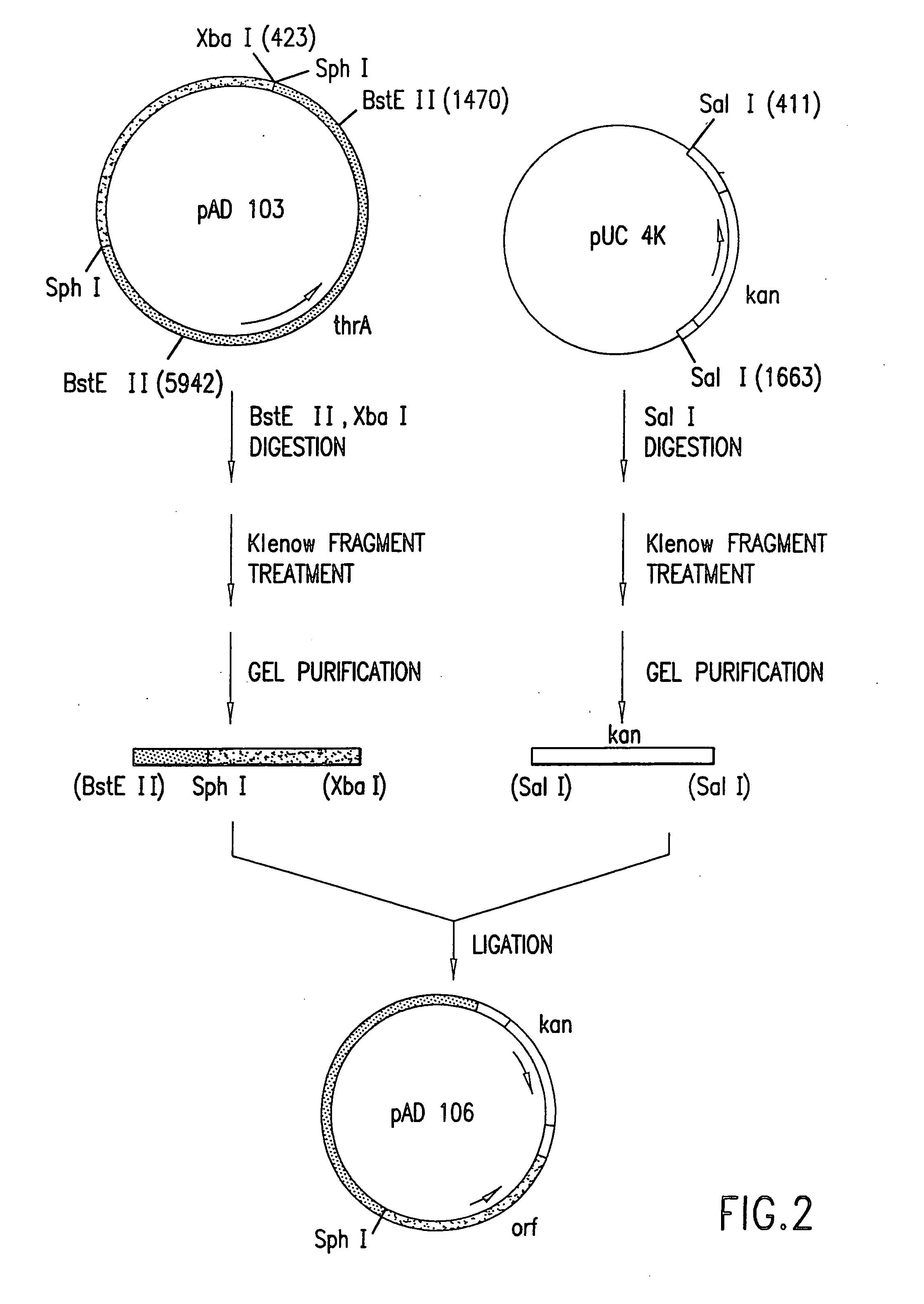 Escherichia coli strains which over-produce L-threonine and processes for the production of L-threonine by fermentation