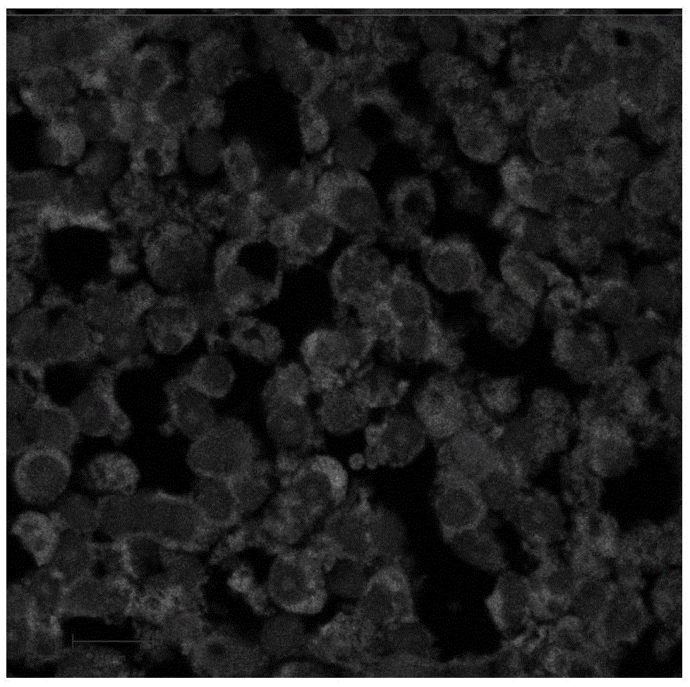 A method for observing the microtubule structure of the cytoskeleton in animal liver tissue