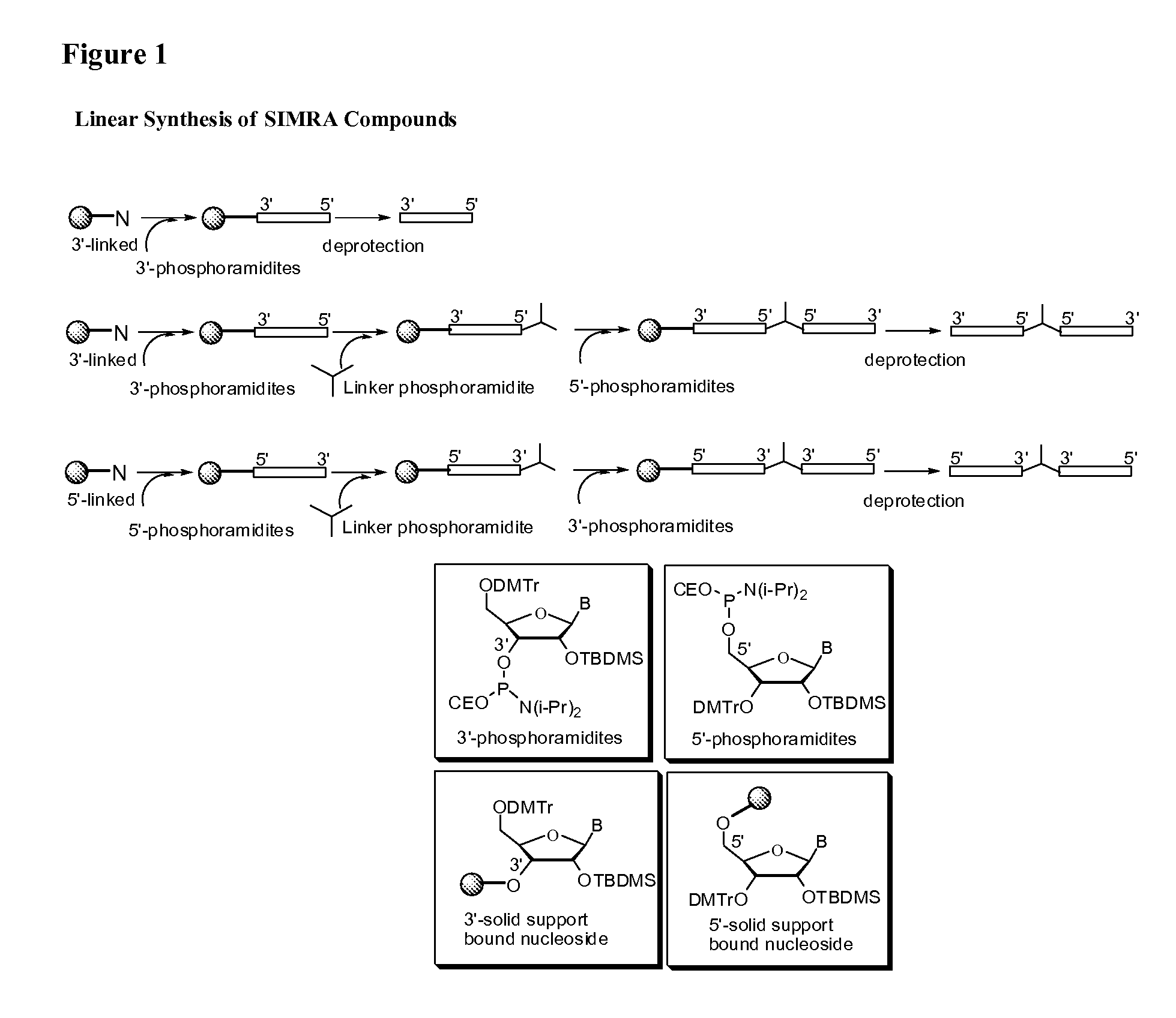 Stabilized immune modulatory RNA (SIMRA) compounds for TLR7 and TLR8