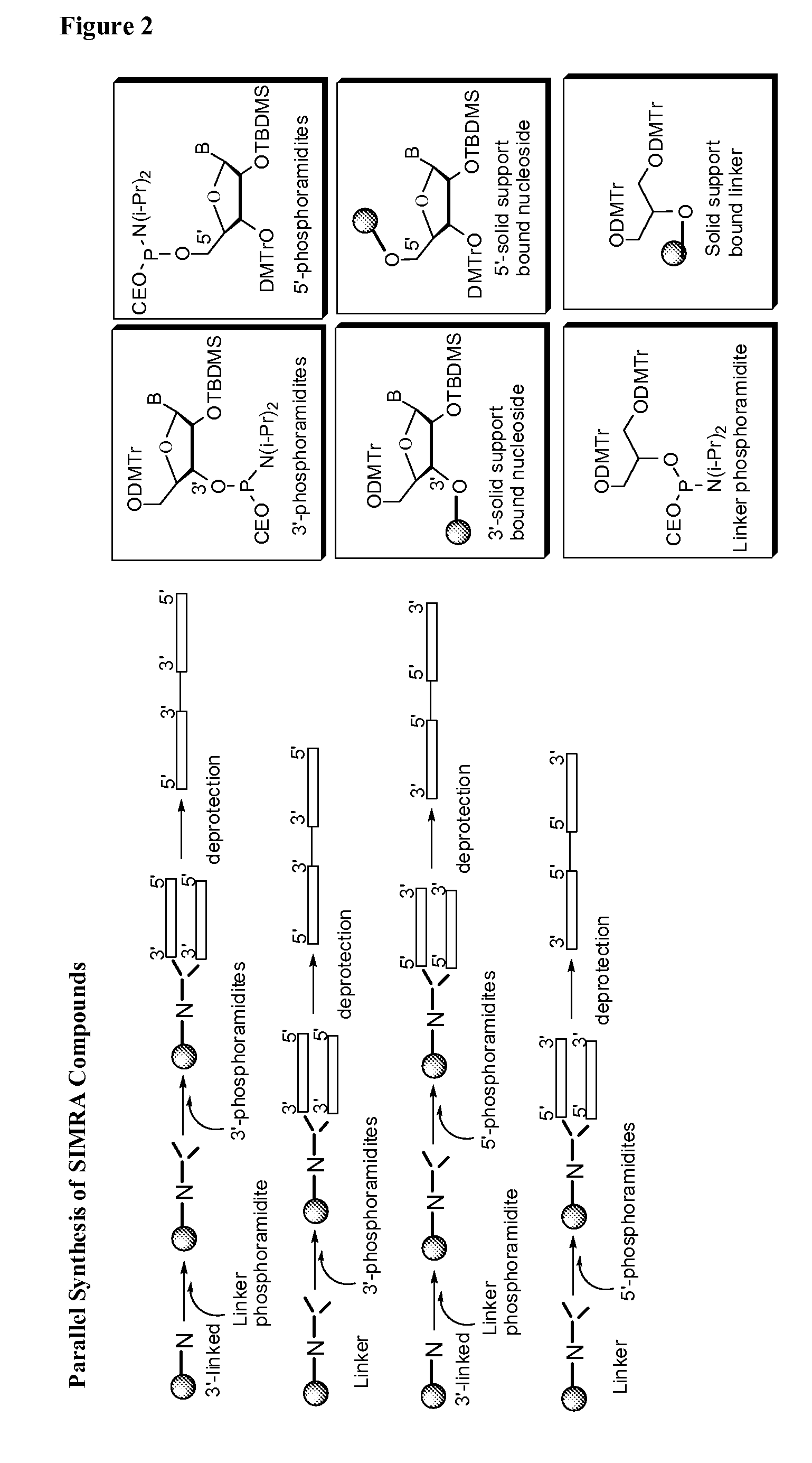 Stabilized immune modulatory RNA (SIMRA) compounds for TLR7 and TLR8