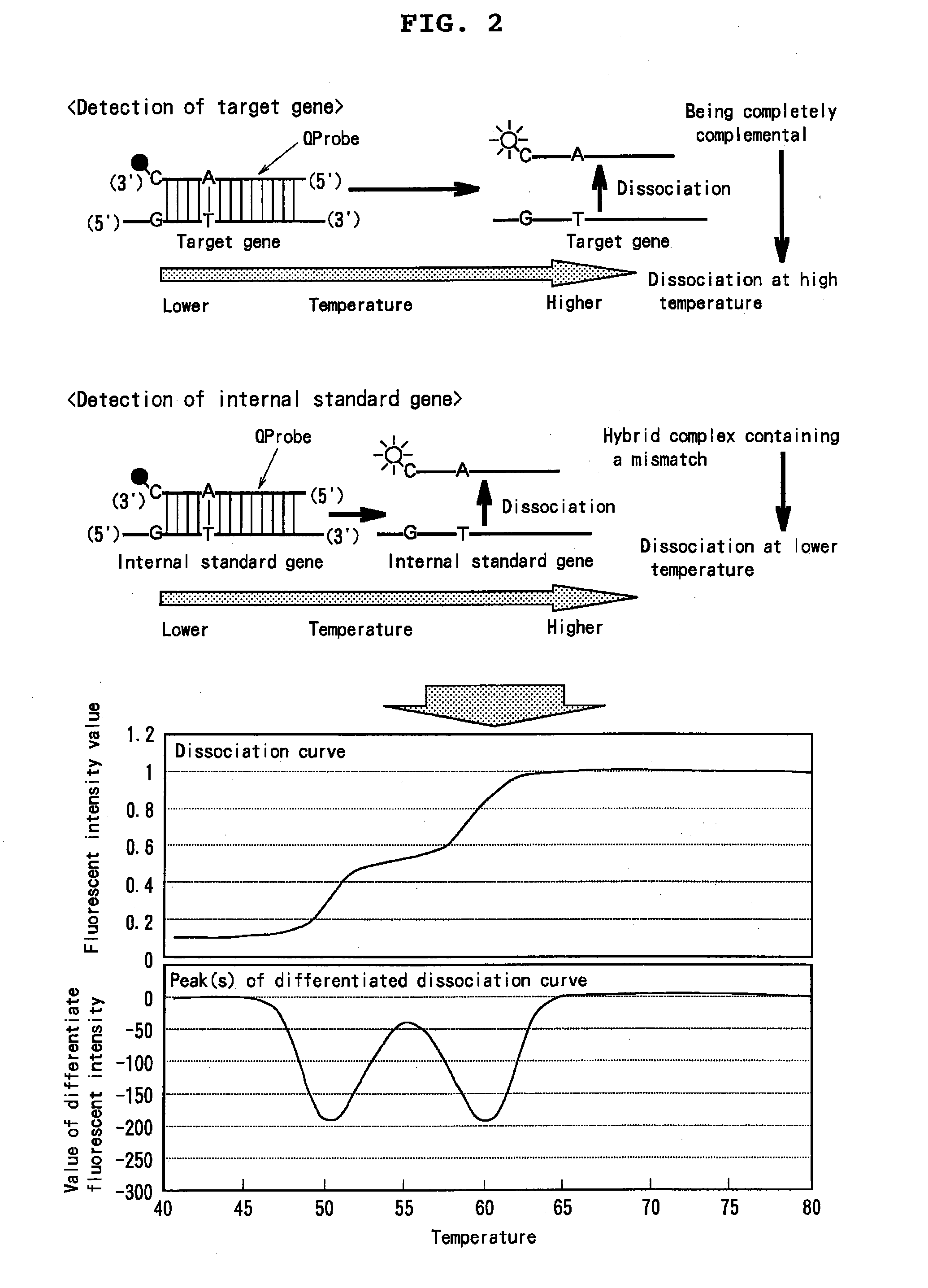 Novel mixtures for assaying nucleic acid, novel method of assaying nucleic acid with the use of the same and nucleic acid probe to be used therefor