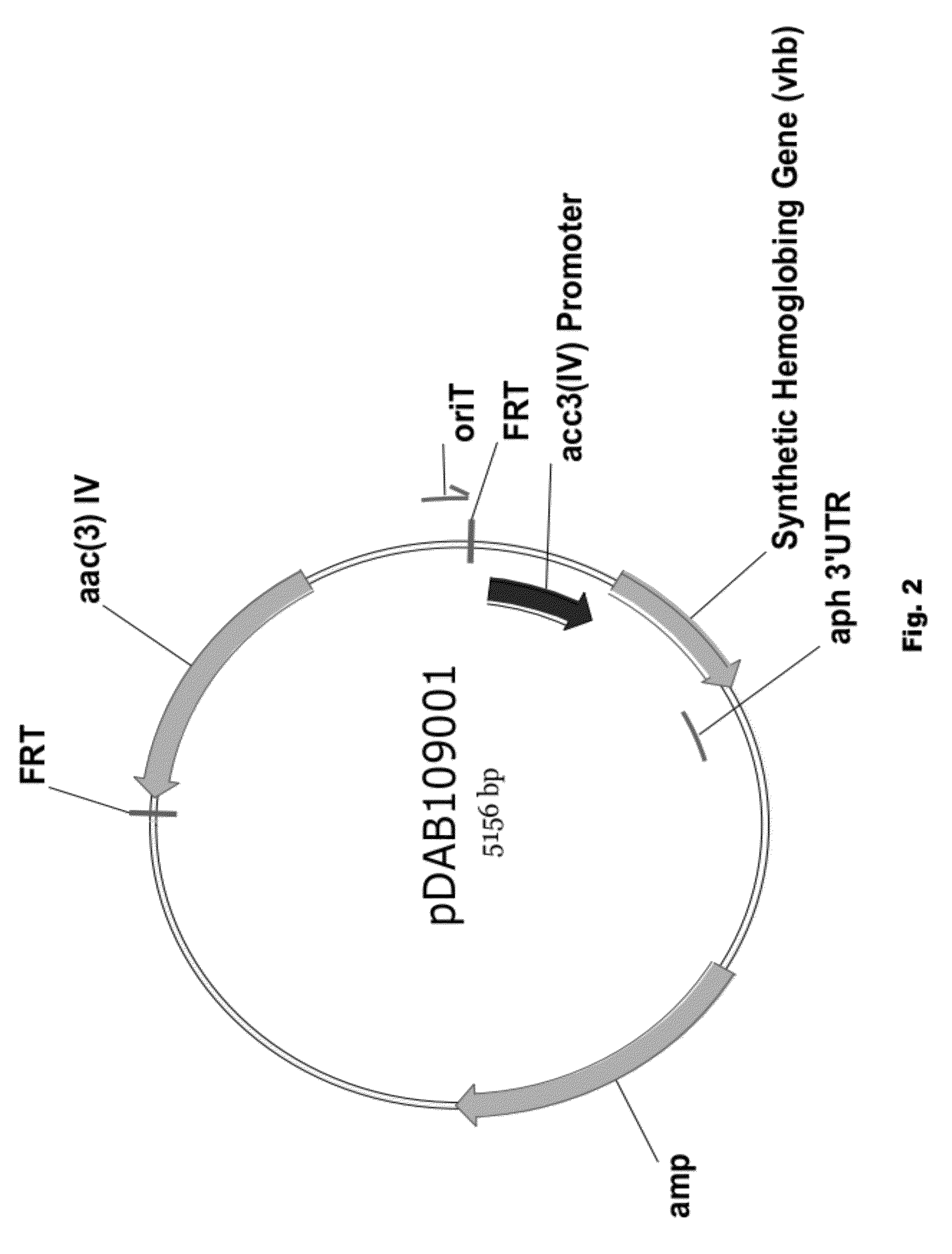 Enhancing spinosyn production with oxygen binding proteins