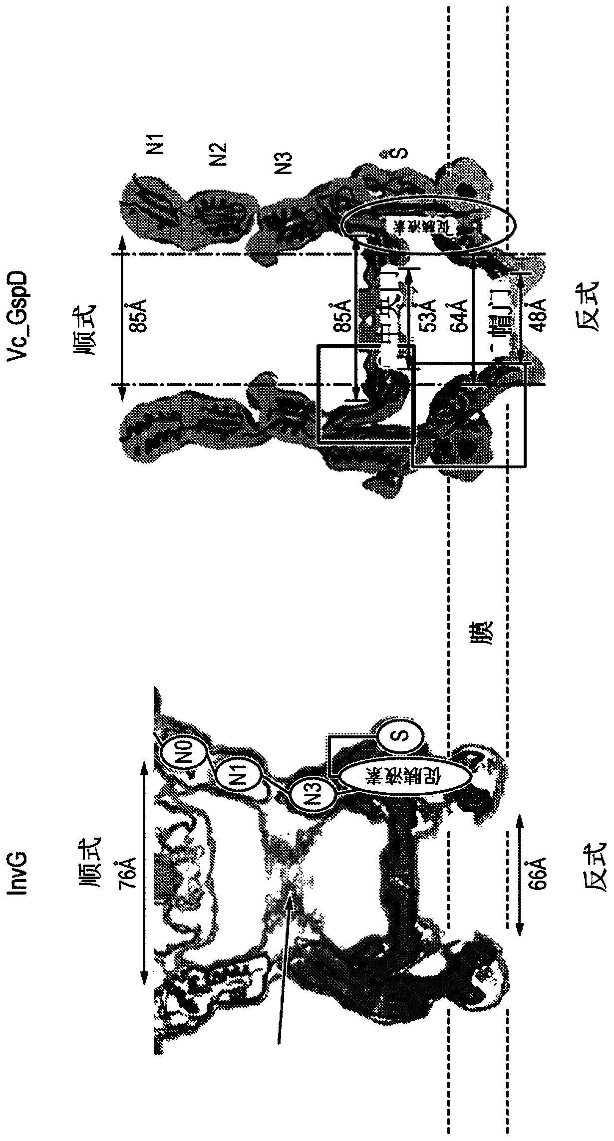 Modified nanopores, compositions comprising the same, and uses thereof