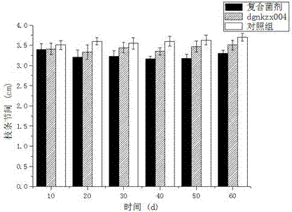 Application of Paenibacillus polymyxa dgnkzx004 in the cultivation of lipstick flower