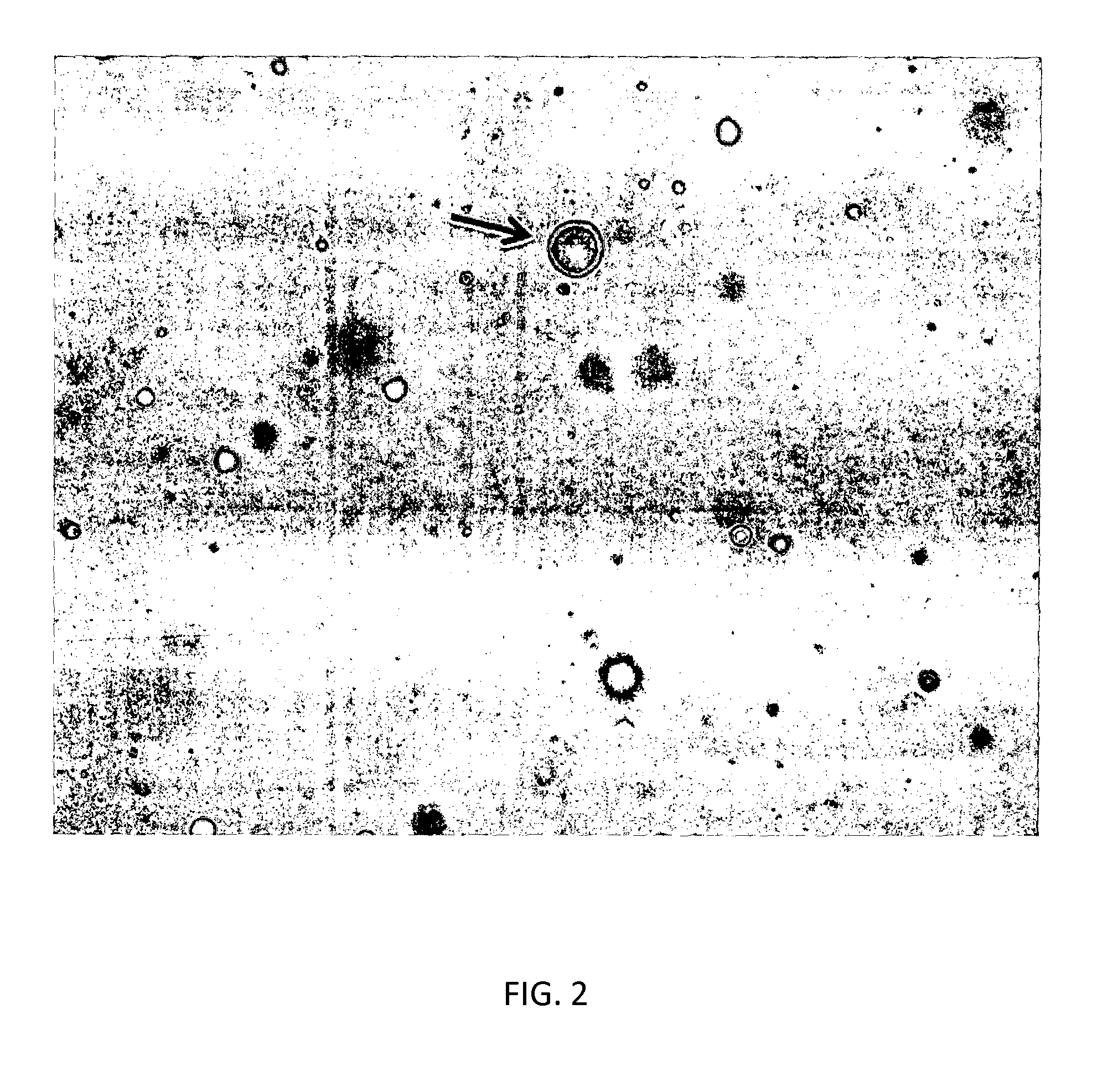 Polymer composition containing natural bioactive principles for use in pharmaceutical and cosmetic formulations