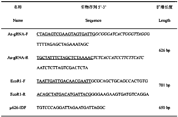 Construction method of homologous repair vector based on CRISPR/Cas9 system