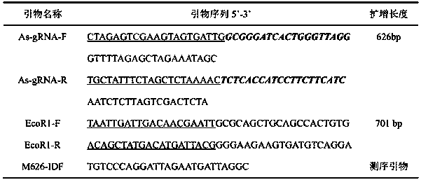 Construction method of homologous repair vector based on CRISPR/Cas9 system