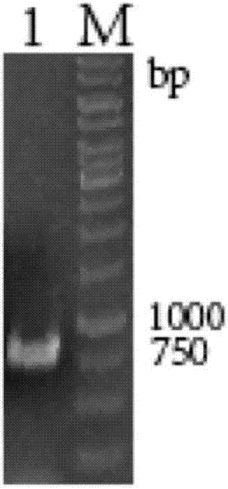 Novel lipase as well as gene, engineering bacteria and preparation method thereof