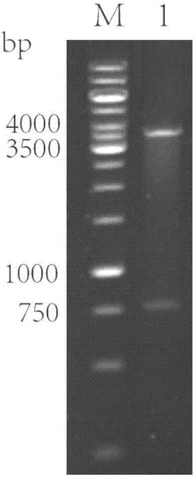 Novel lipase as well as gene, engineering bacteria and preparation method thereof