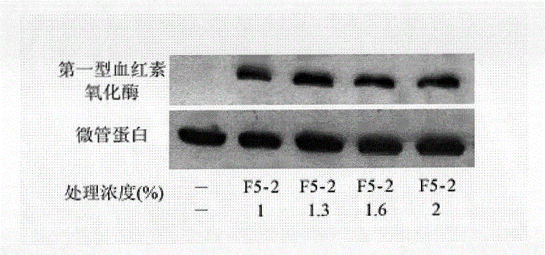 Ganoderma tsugae active substance, preparation method thereof and composition thereof