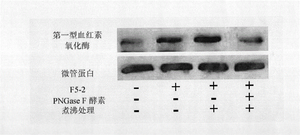 Ganoderma tsugae active substance, preparation method thereof and composition thereof