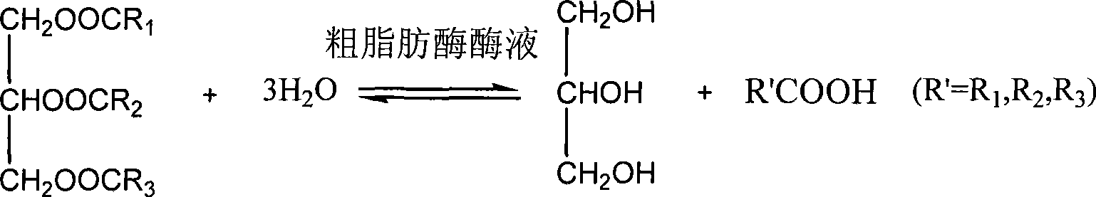 Method for synthesizing biodiesel by two-step catalysis of lipid via Yarrowia lipolytica lipase, and biodiesel obtained thereby