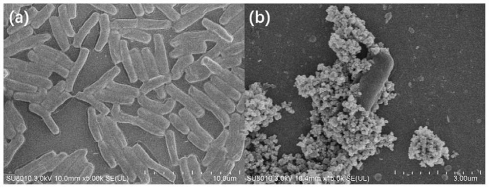 Anticancer compound capable of targeting intestinal tumor as well as preparation method and application of anticancer compound