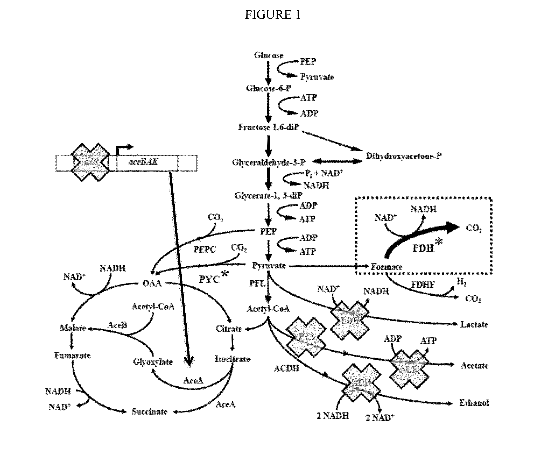 Increasing bacterial succinate productivity