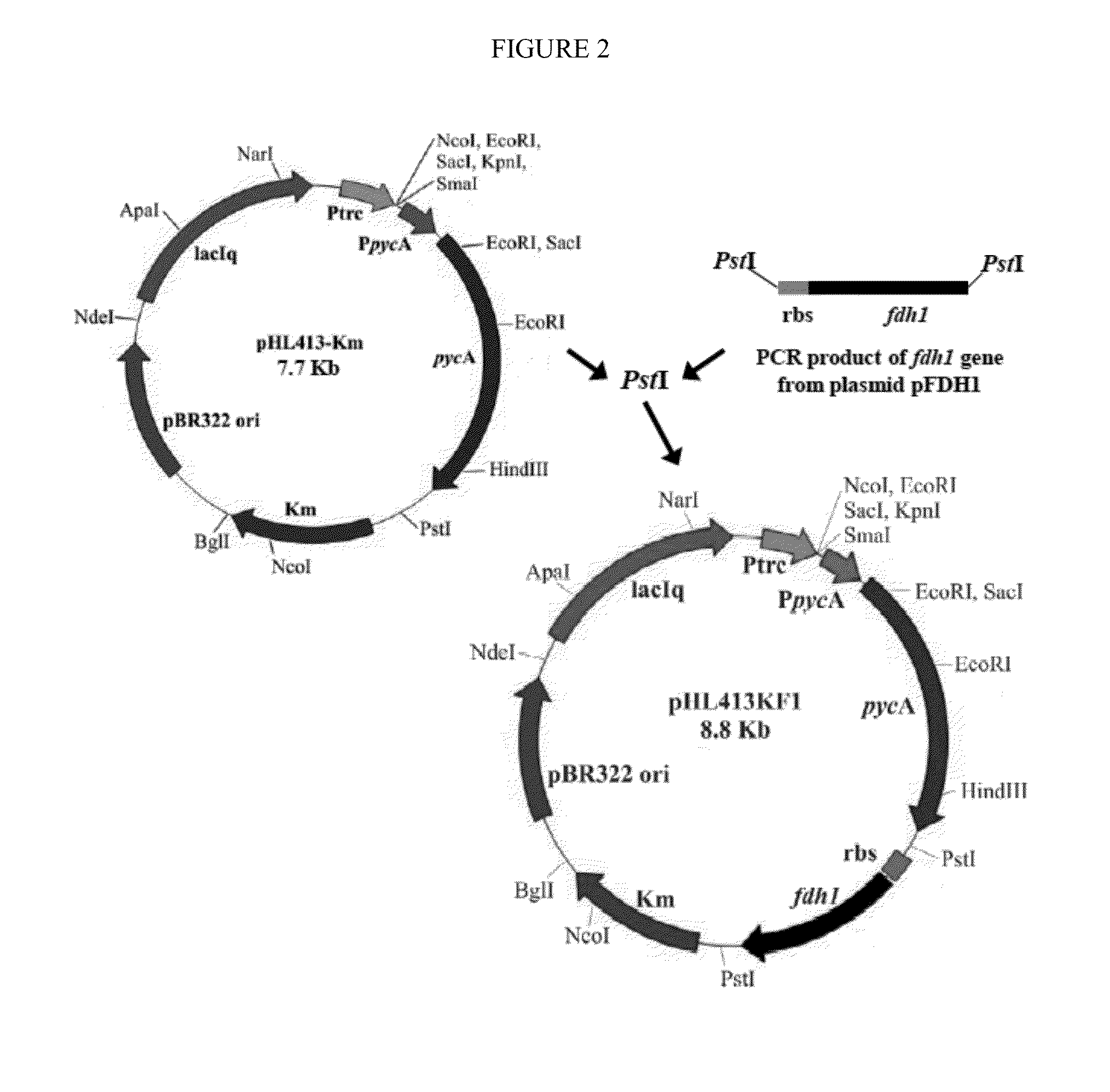 Increasing bacterial succinate productivity