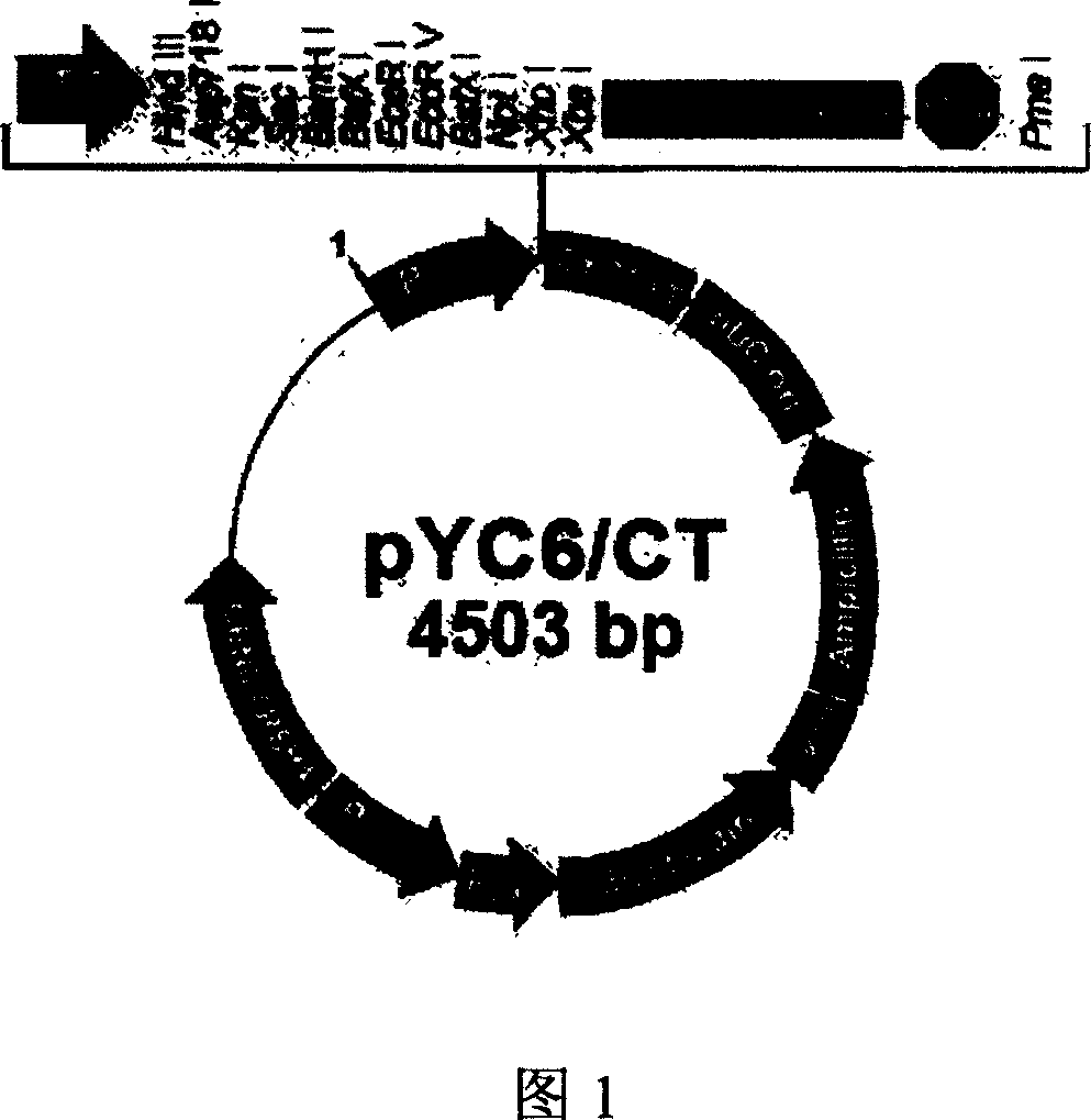 construction of HD34-1 strain and method for making alcohol-free beer with HD34-1 strain as ferment strain