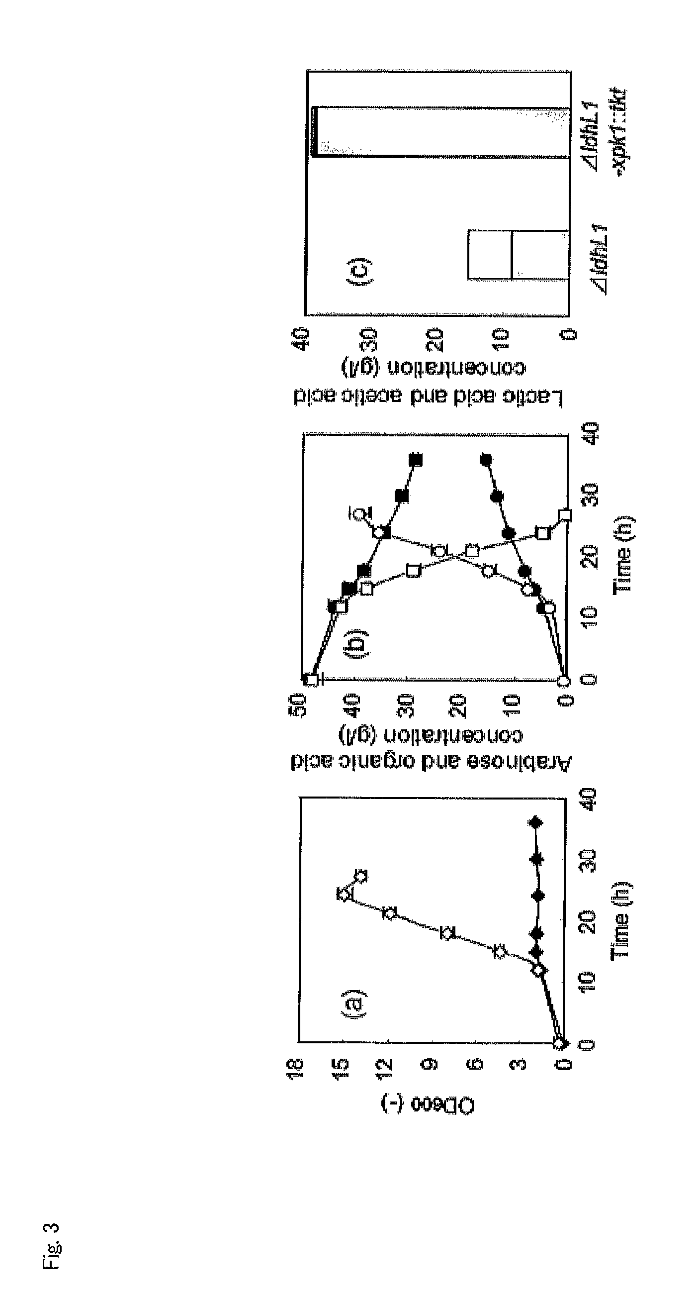 Homolactic fermentation from pentose