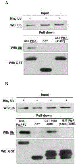 Ubiquitin-interacting motif-like structural domain of mycobacterium tuberculosis secretory protein