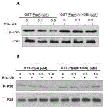 Ubiquitin-interacting motif-like structural domain of mycobacterium tuberculosis secretory protein