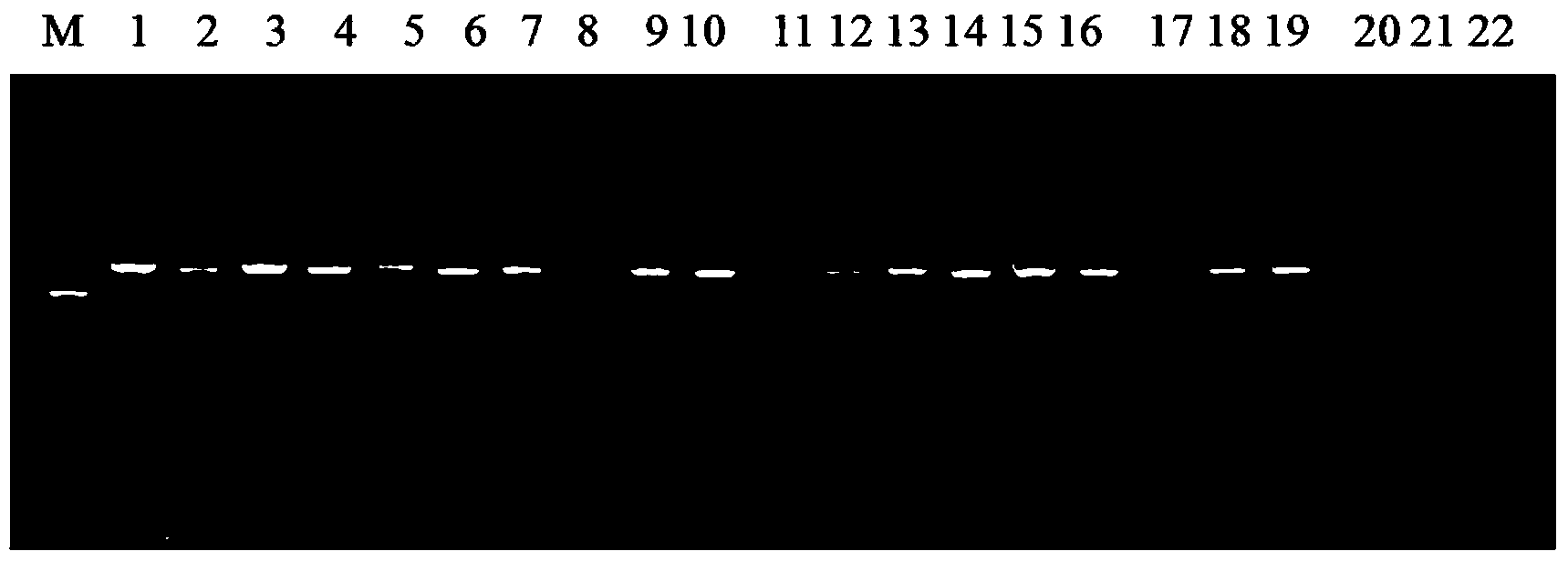 Polymerase chain reaction (PCR) detection method and kit for anti-amyotrophic lateral sclerosis (ALS) inhibitor herbicide beckmannia syzigachne