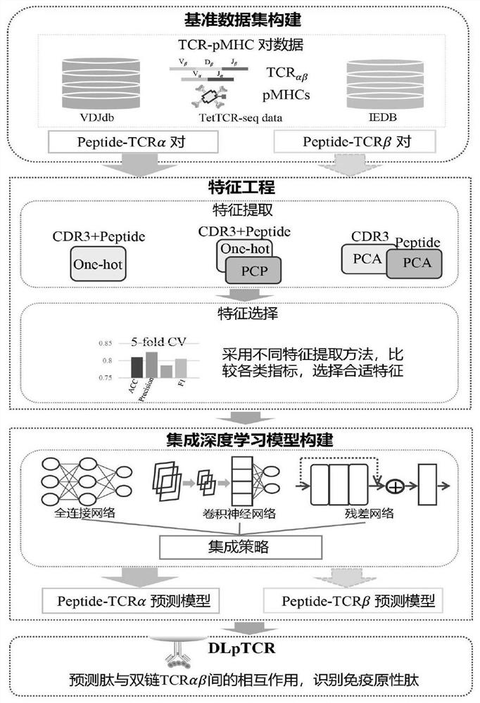 Tumor neoantigen screening method fused with single cell TCR sequencing data