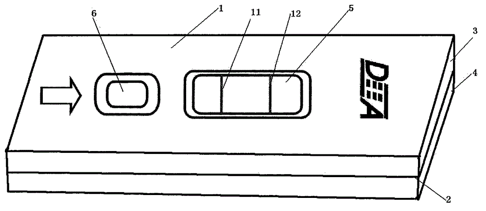 Test paper card for testing Brucella antibody through sandwich method