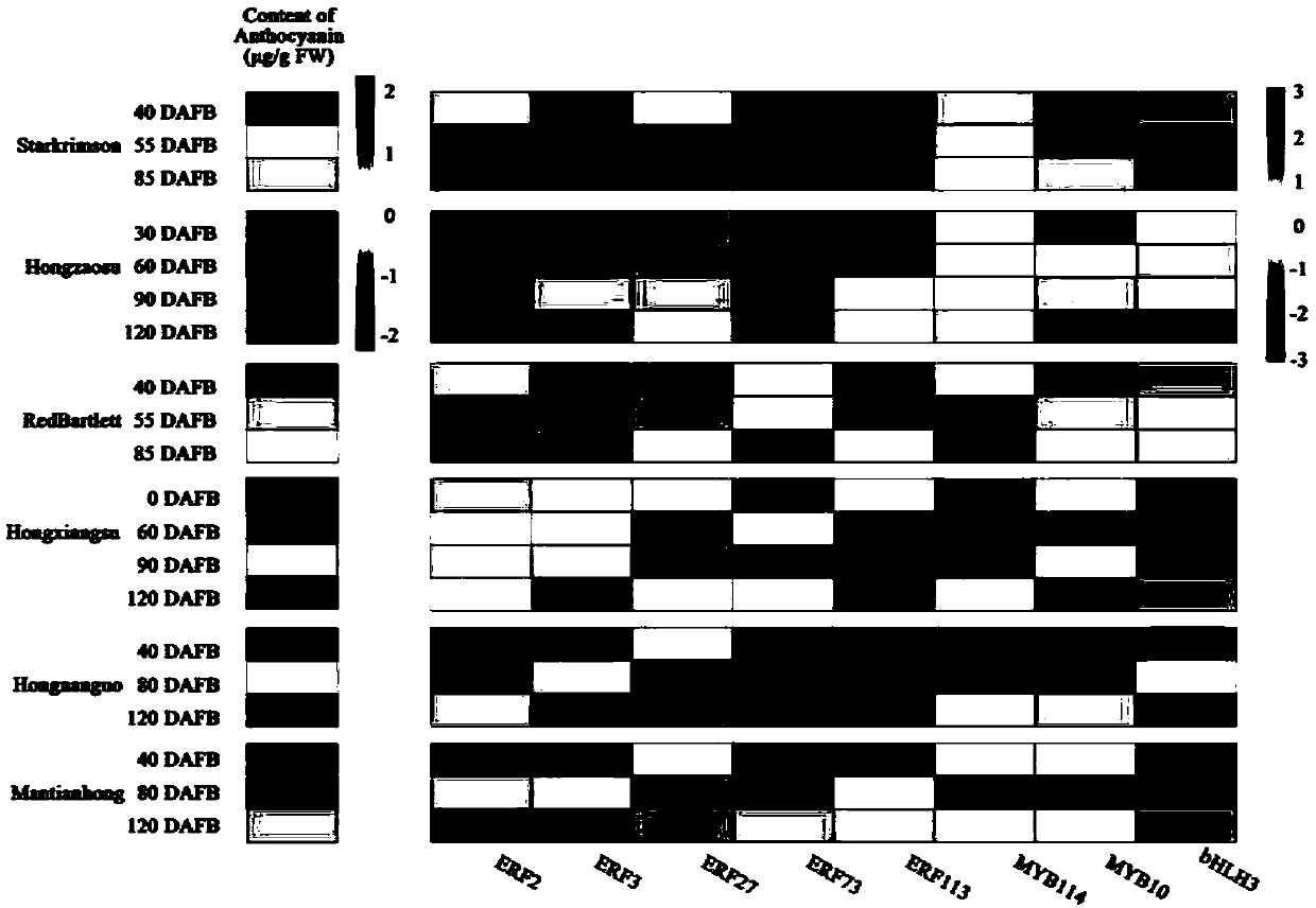 Pyrus transcription factor PyERF3 as well as recombinant expression vector and application thereof