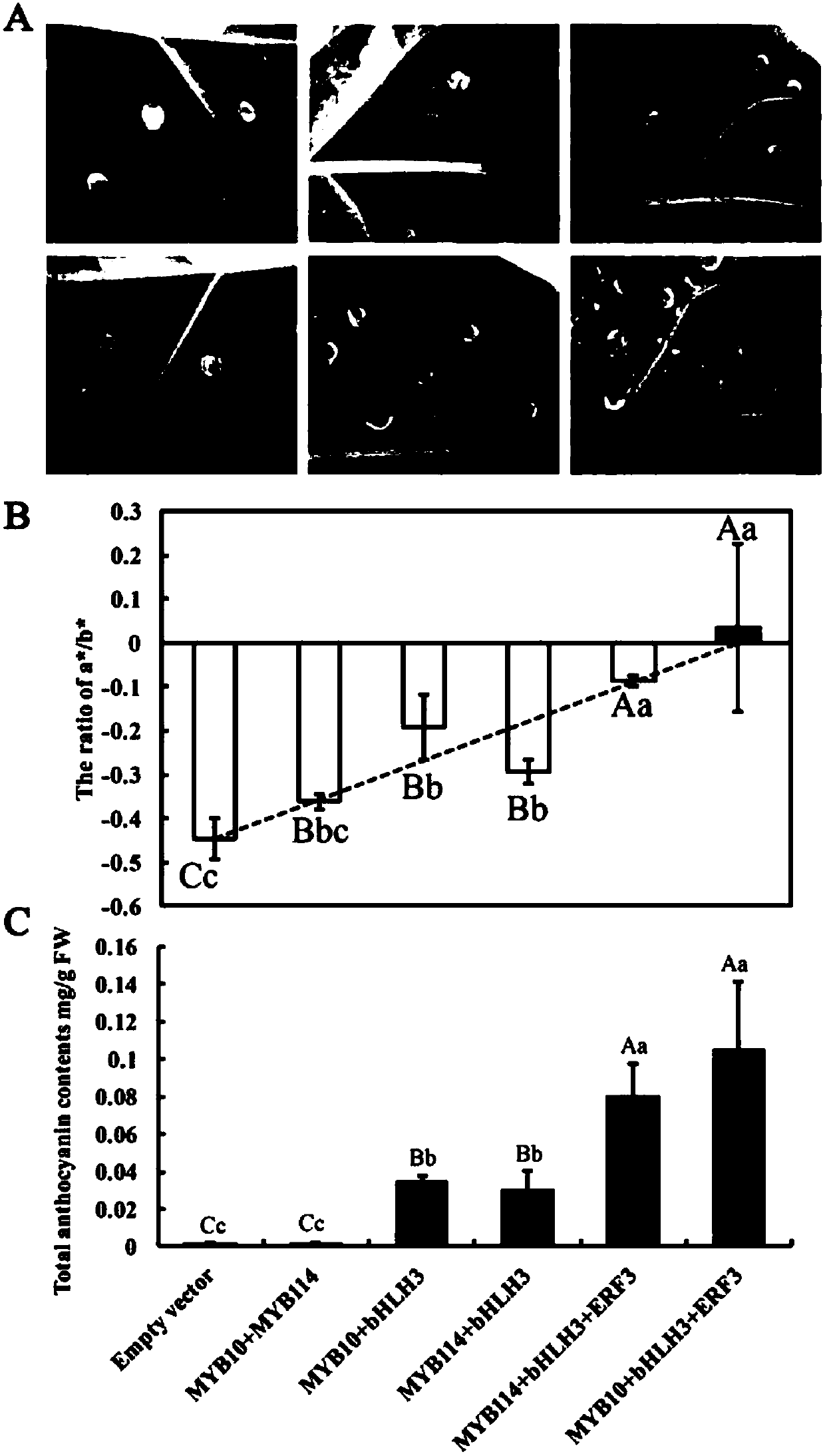 Pyrus transcription factor PyERF3 as well as recombinant expression vector and application thereof