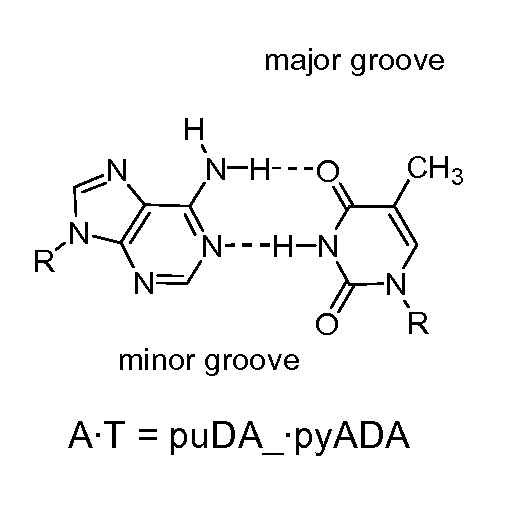 Degenerate Nucleobase Analogs