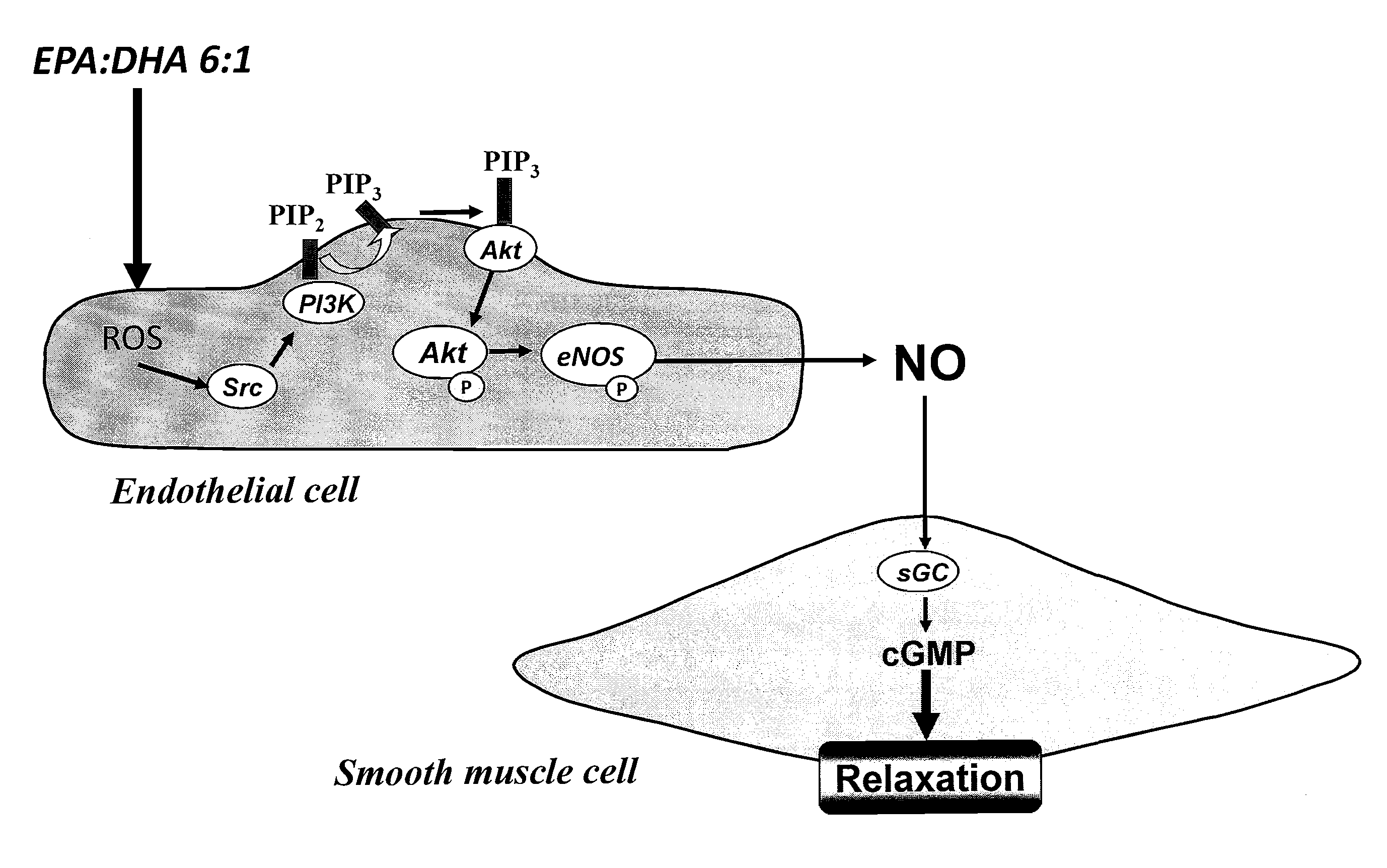 Statin and omega 3 fatty acids for reduction of apolipoprotein-b levels